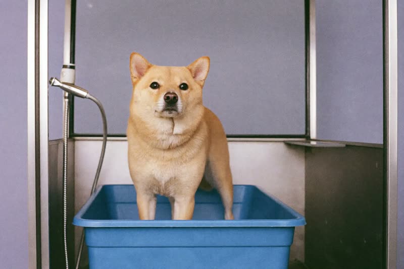 A dog standing in the bath inside a mobile grooming van