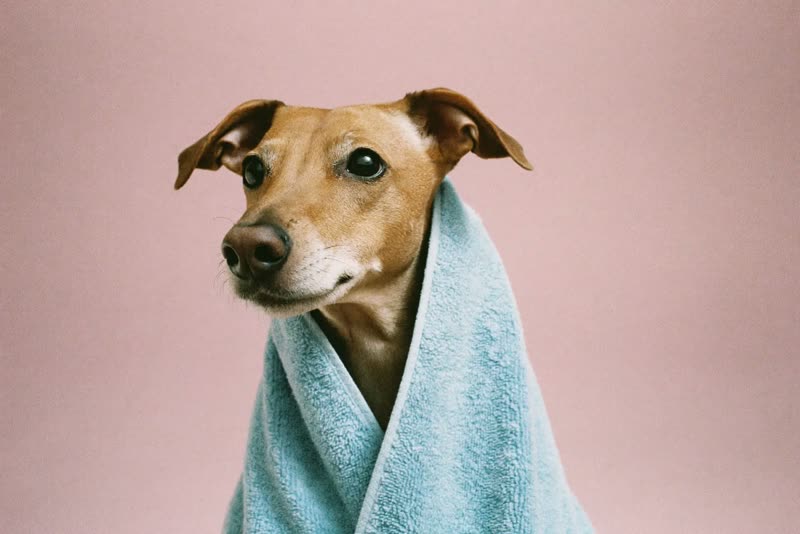 A freshly groomed dog wrapped in a towel