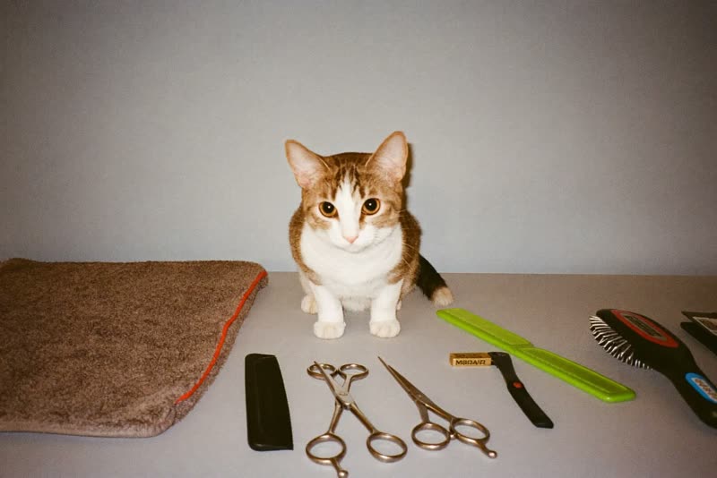 Grooming tools laid out on a clean worktop