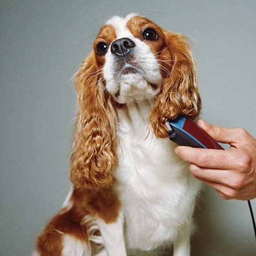 A spaniel having its coat clipped