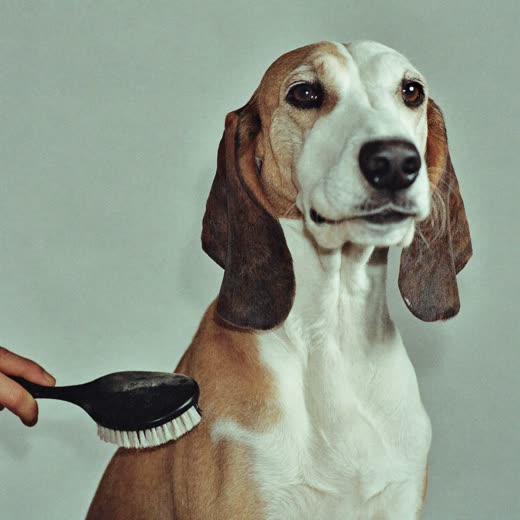 A dog being brushed and de-shedded